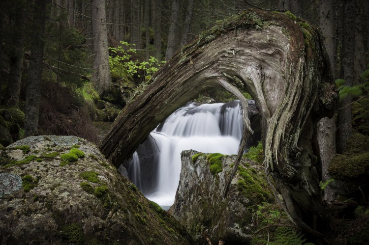 O cascada vazuta printr-un trunchi de copac vechi, batran si ondulat cu diferite texturi pe el, muschi si lichieni. Trunchiul de copac este asezat pe doi bolovani mari care sunt la baza cascadei, dar in prim plan, iar in fundal este o padure de molizi frumoasa ca din povesti. Culoarea predominanta este verdele crud de primavara. Imaginea a fost realizata pe Valea Pietrele din Parcul National Retezat putin mai jos de binecunoscuta cascada Maria Magdalena.