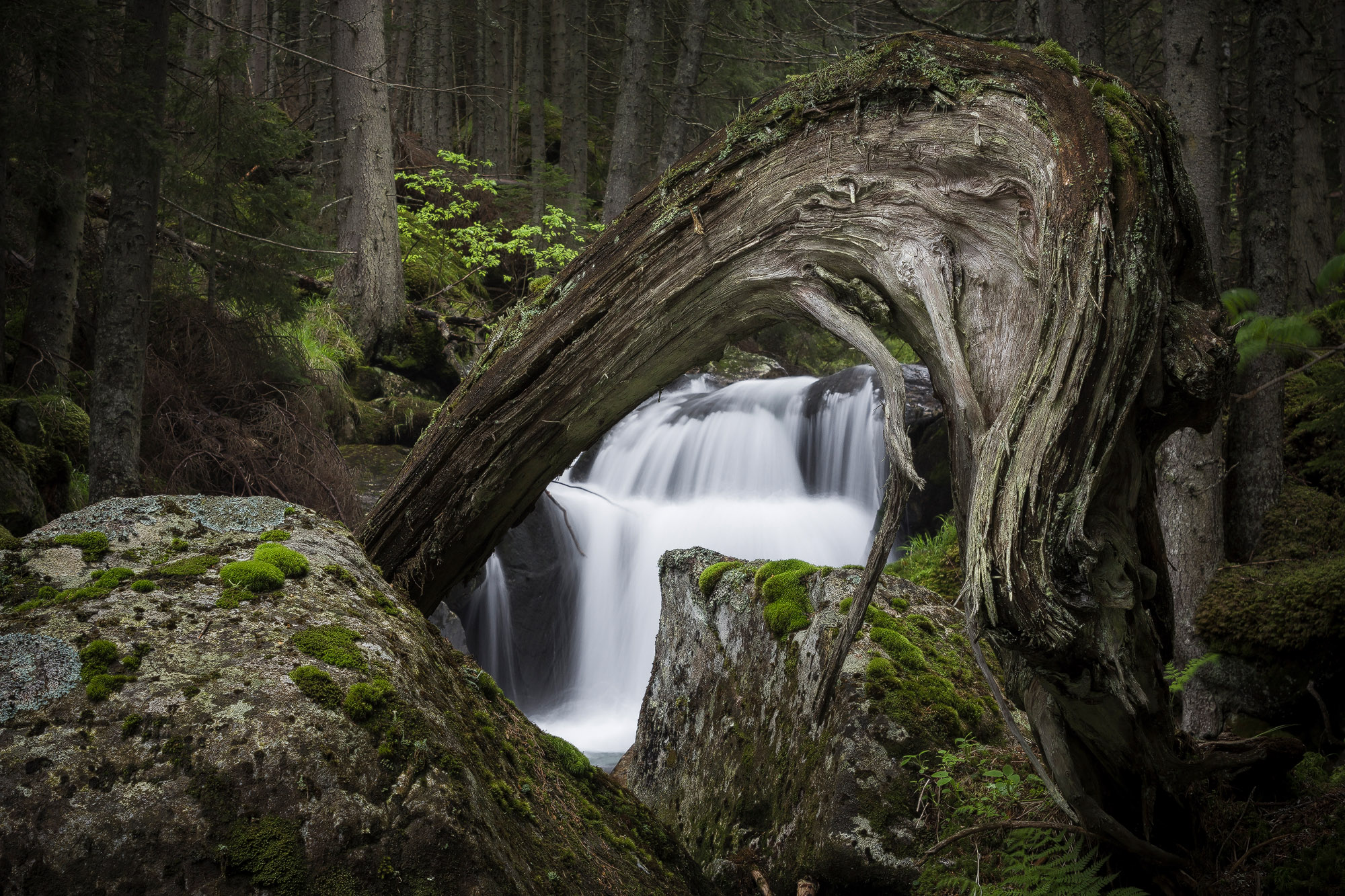 O cascada vazuta printr-un trunchi de copac vechi, batran si ondulat cu diferite texturi pe el, muschi si lichieni. Trunchiul de copac este asezat pe doi bolovani mari care sunt la baza cascadei, dar in prim plan, iar in fundal este o padure de molizi frumoasa ca din povesti. Culoarea predominanta este verdele crud de primavara. Imaginea a fost realizata pe Valea Pietrele din Parcul National Retezat putin mai jos de binecunoscuta cascada Maria Magdalena.