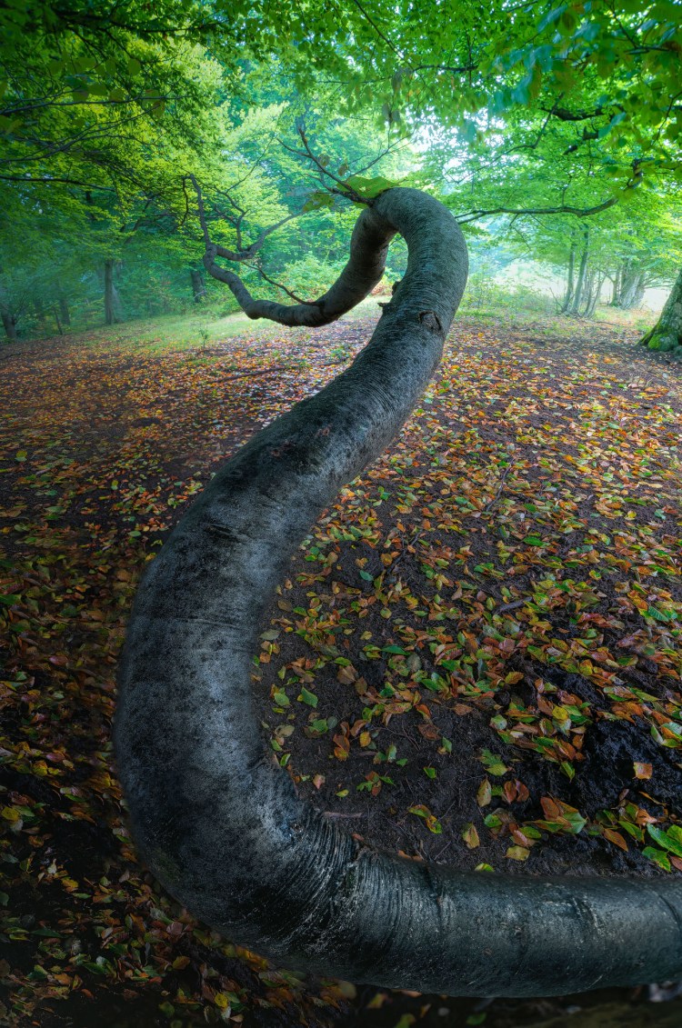 Copac in padure in forma de sarpe, de fapt este o creanga a unui copac care vazuta dintr-un anumit unghi pare a fi un sarpe, are forma unui S inversat care ne duce privirea catre padurea verde din fundal, iar pe jos avem un covor de frunze de inceput de toamna.