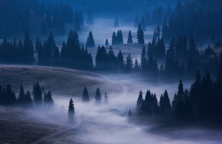 Dimineata inainte de rasarit la ora albastra, o vedere de sus asupra padurii de molid invaluita in ceata pe ici pe colo. Peisajul are o tenta de albastra.