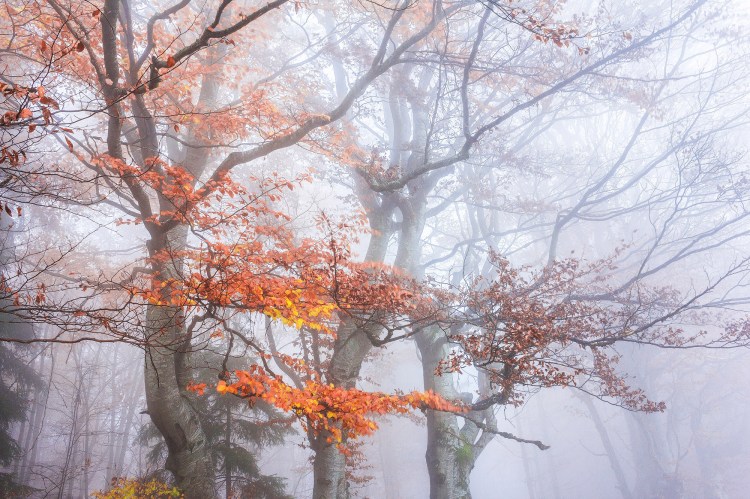 Fagi cu frunzele in culori ruginii si aurii de toamna, cu crengile care parca te imbratiseaza, invaluiti de un strat dens de ceata de o culoare violet deschis.