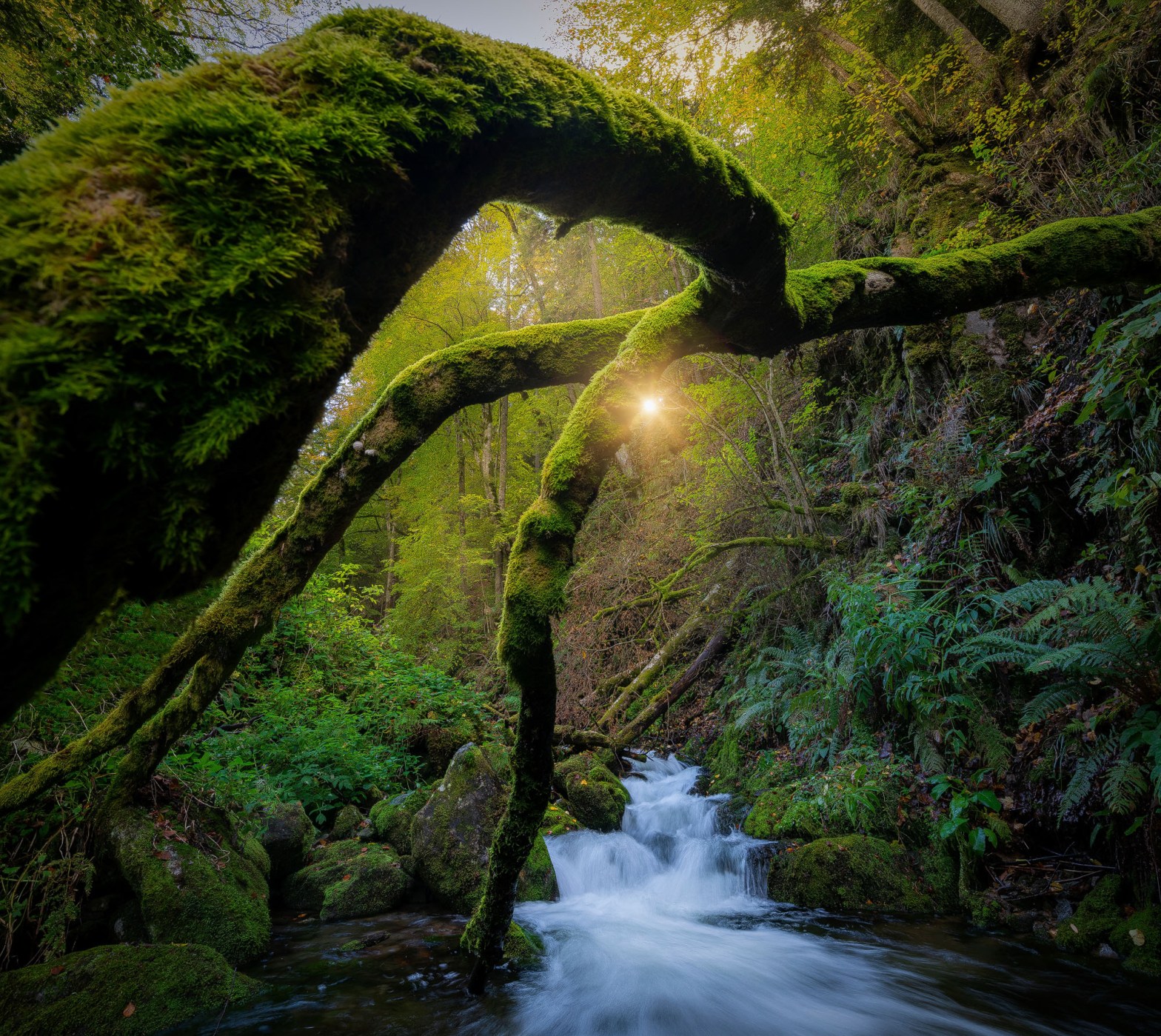 Gheara padurii; cu asta imi pare ca seamana acest copac cazut peste albia paraului, pe sub acest copac plin de muschi verde avem o cascada inconjurata de vegetatie luxurianta, iar chiar in centrul imaginii, chiar pe dupa o crreanga avem soarele care patrunde si ni se arata in imagine.