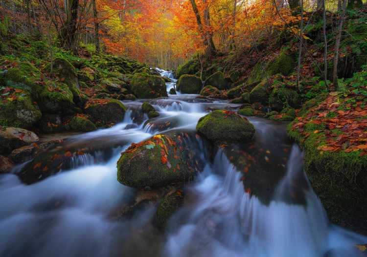 Apa care formeaza cascade si curge printr-un decor de toamna autentic, padurea are culori rosu-ruginii si galben, bolovanii prezenti in rau si pe langa acesta au muschi verde pe ei.