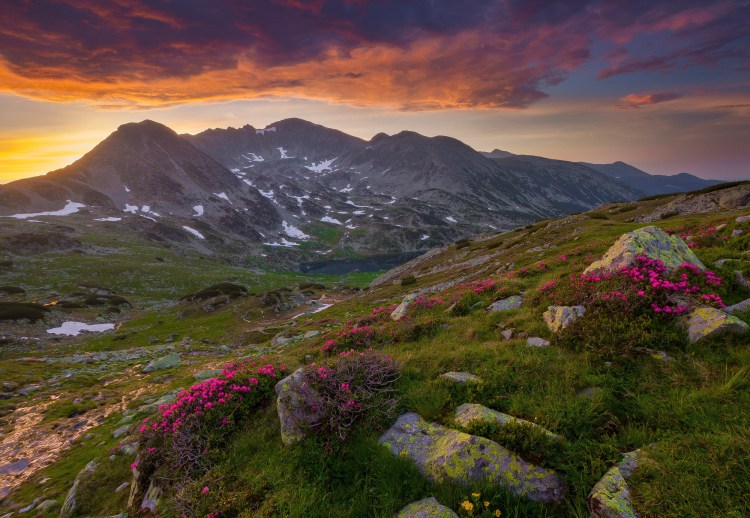 In imagine avem o scena desprinsa din povesti. Este dimineata devreme chiar la rasarit sus in Muntii Retezat pe traseul care duce catre lacul Taul Portii cu vedere catre varful Peleaga si o mica portiune din lacul Bucura. Cerul este inflacarat, norii sunt aprinsi de culorile rasaritului in nuante de portocaliu intens, rosu, mov, violet si roz, in fata noastra chiar in prim plan avem cateva buchete de bujori de munte infloriti la maxim in culori de roz inchis si platouri cu iarba verde. Sunt si cativa bolovani de fiferite marime care echilibreaza imaginea cu varfurile din spate.