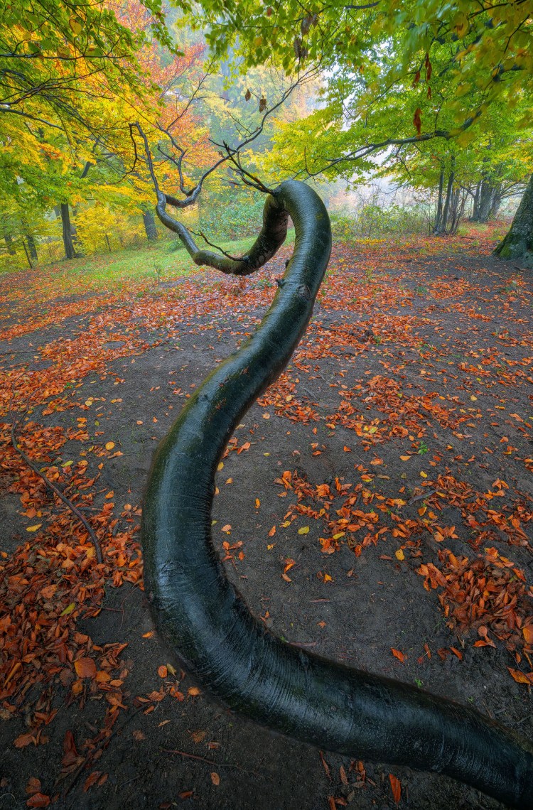 O creanga de copac care seamana cu un sarpe, creanga are forma unui S si este uda, luceste ca pielea unui sarpe. Totul se intampla intr-un decor frumos de toamna.