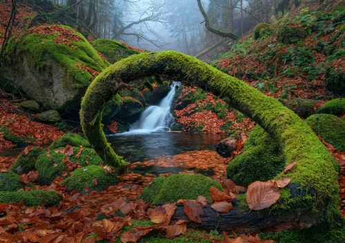 In aceasta imagine putem vedea o frumoasa cascada care este incadrata de o creanga acoperita cu muschi verde si care ne ofera o rama in jurul cascadei. Suntem la un nivel jos aproape de sol si vedem frunzele rosii-maronii de pe jos, iar creanga pleaca chiar din coltul din dreapta si onduleaza catre stanga si ne poarta privirea catre cascada. In spate in fundal avem o ceata densa de culoare albastru-deschis si doi copaci impresionanti intr-o parte si in cealalta.