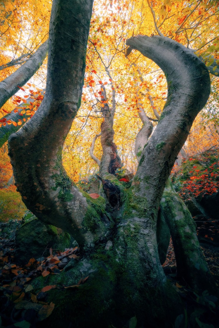 Suntem in padure su niste copaci impunatori si contorsionati si privim in sus catre cupola padurii colorata in culorile toamnei in nuante de portocaliu, galben si rosu.