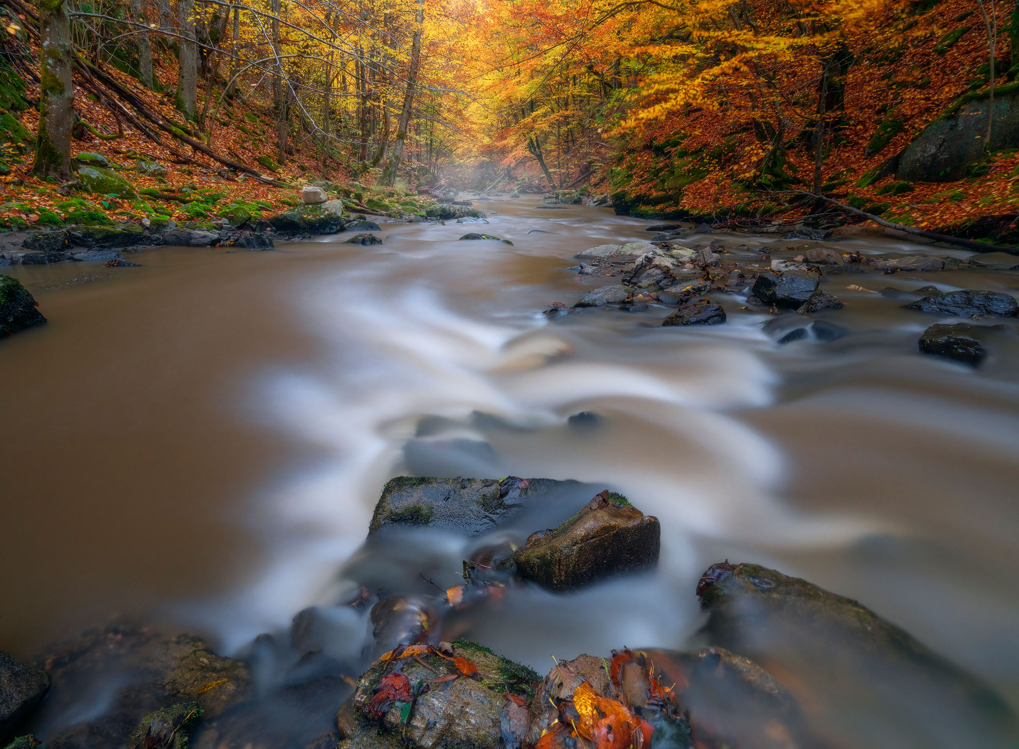 Raul Cerna cu ape tulburi care curge catrea padurea frumos colorata in decor de toamna.