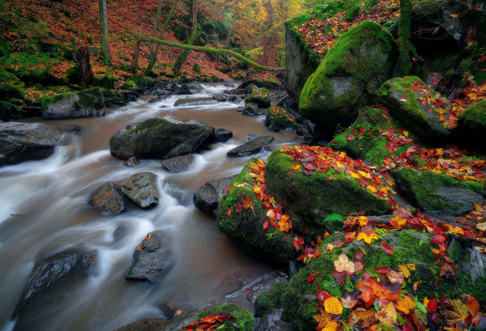 Rau care curge in mici cascade printre bolovani acoperiti in muschi verde si cu frunze in culori de toamna peste acestia.