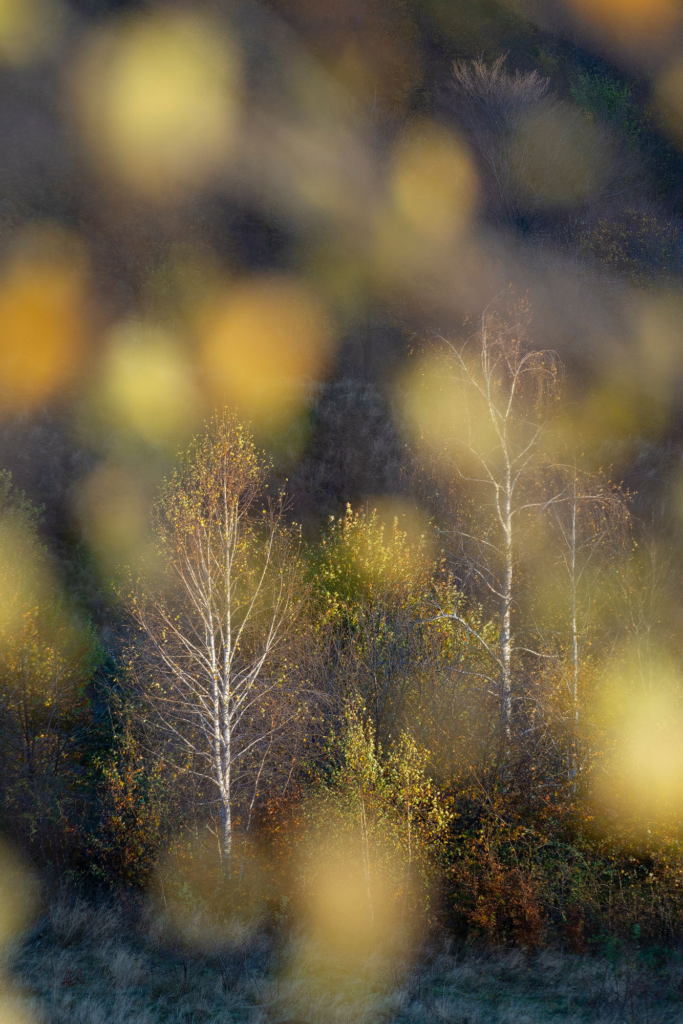 Mesteceni vazuti printre frunze in culori de toamna, de galben - portocaliu