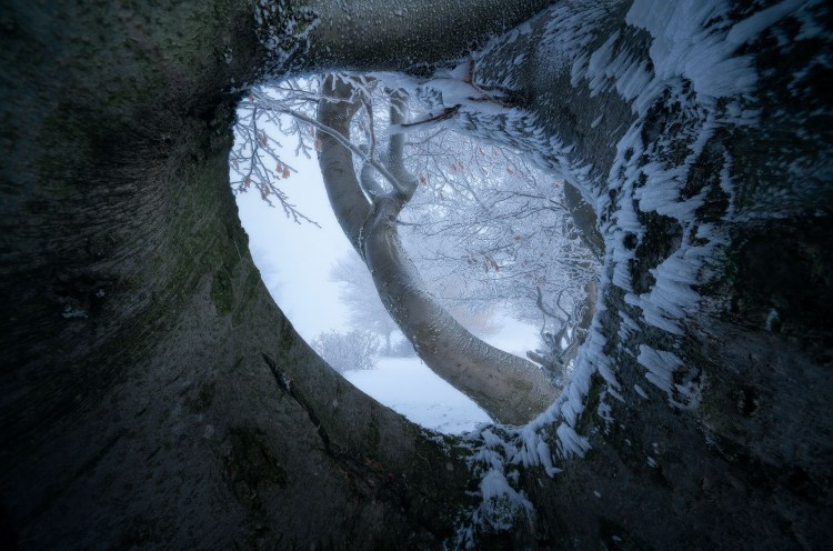 Privim printr-un copac la propriu, acest copac are niste crengi contorsionate si dintr-un anumit unghi putem vedea prin acesta ca si cum ne-am uita printr-un ochi, sau o fereastra rotunda, in planul apropiat se vede zapada si textura scoartei copacului, iar prin gaura se vede un alt copac acoperit cu putina zapada si in spate totul este alb si acoperit cu zapada.