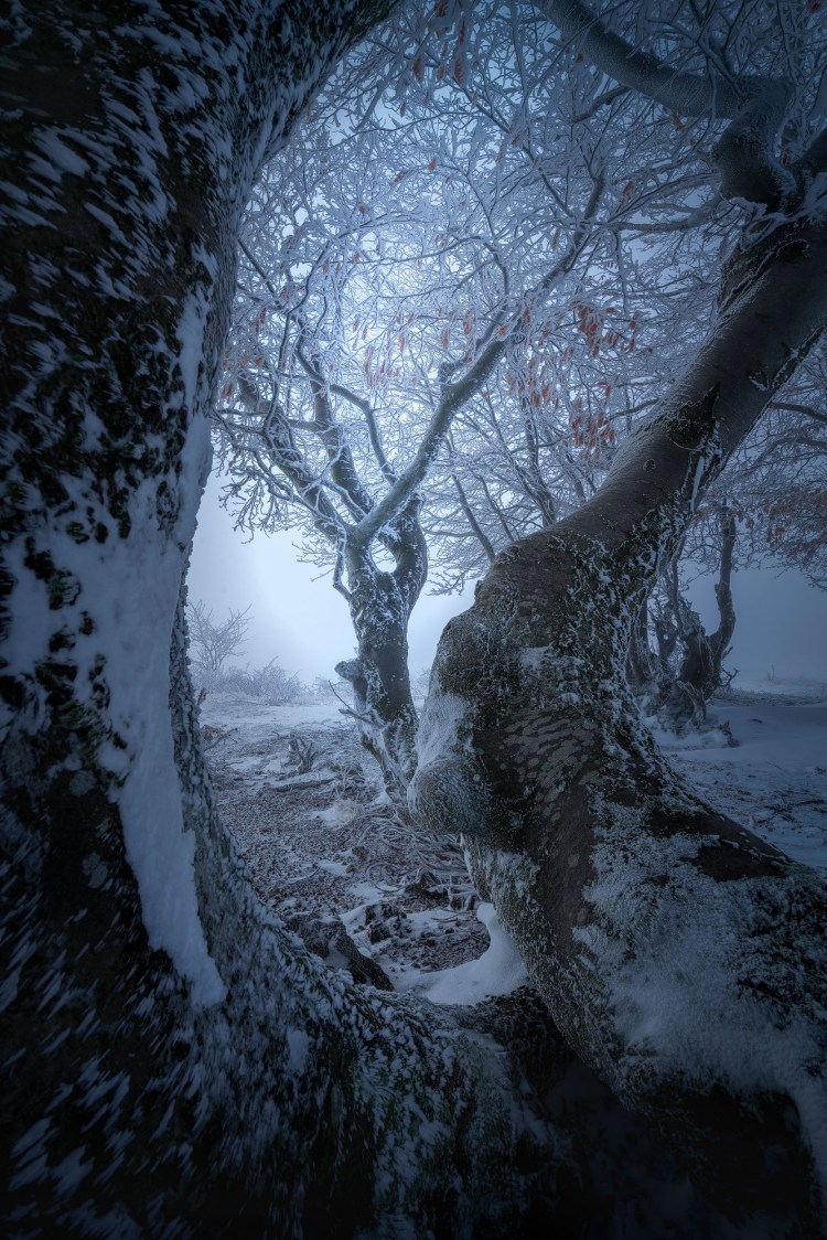 Copaci acoperiti de zapada spulberata de vant. In imagine se poate vedea un copac mai luminat printre cei doi copaci mai contorsionati si mai la intuneric.
