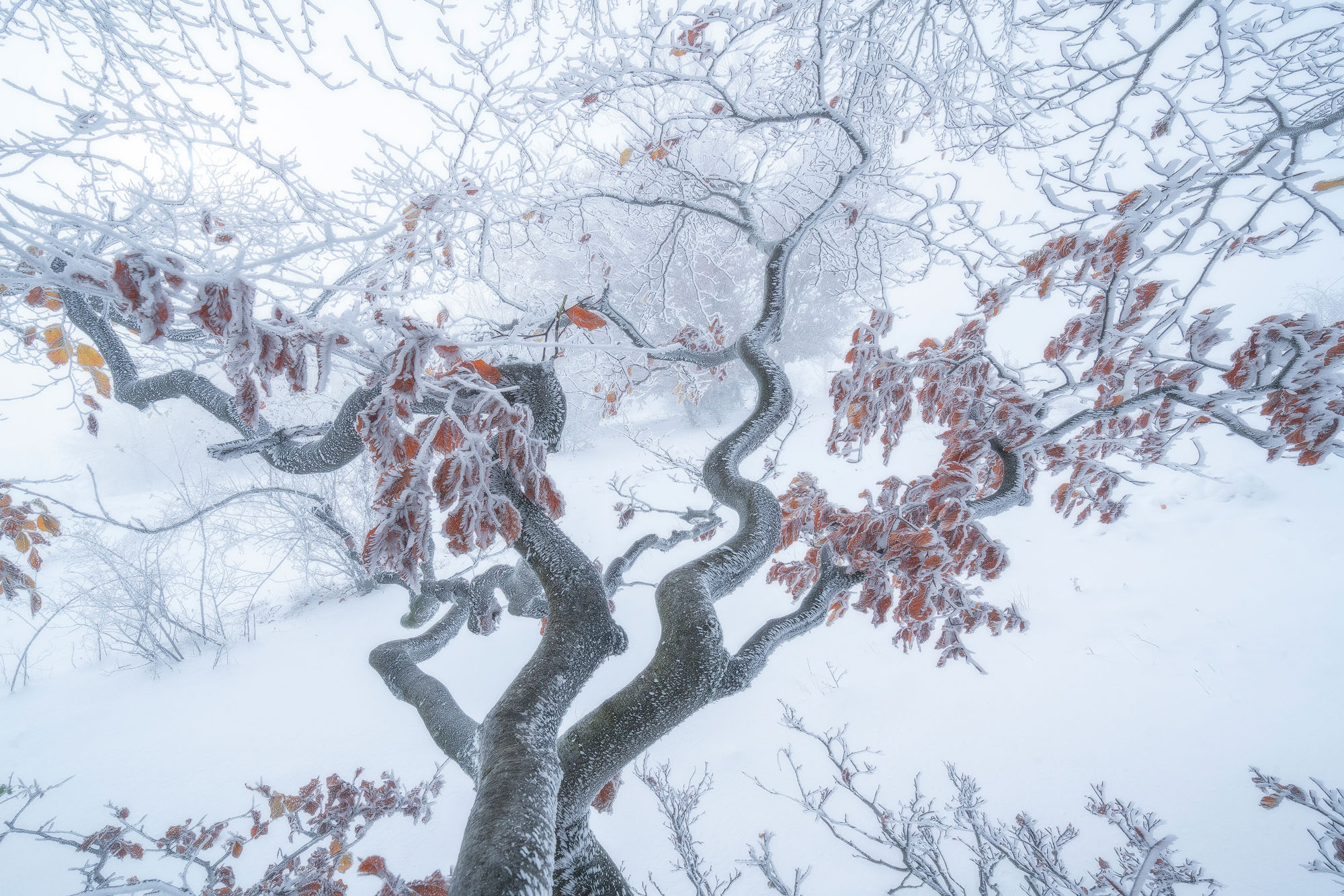 Crengile unui fag batran unduite sub forma de serpi care sunt acoperite de zapada inghetata, mai sunt prezente si cateva frunze maronii de toamna pe crengi. Totul este alb in jur.