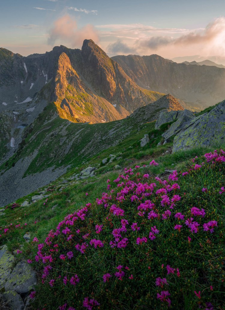 Image made in Retezat National Park - Romania. A stunning mountain landscape showcases a ridge bathed in warm sunlight, with vibrant pink wildflowers blooming in the foreground. Shadows cast by the peaks accentuate the dramatic topography against a backdrop of a partly cloudy sky.
