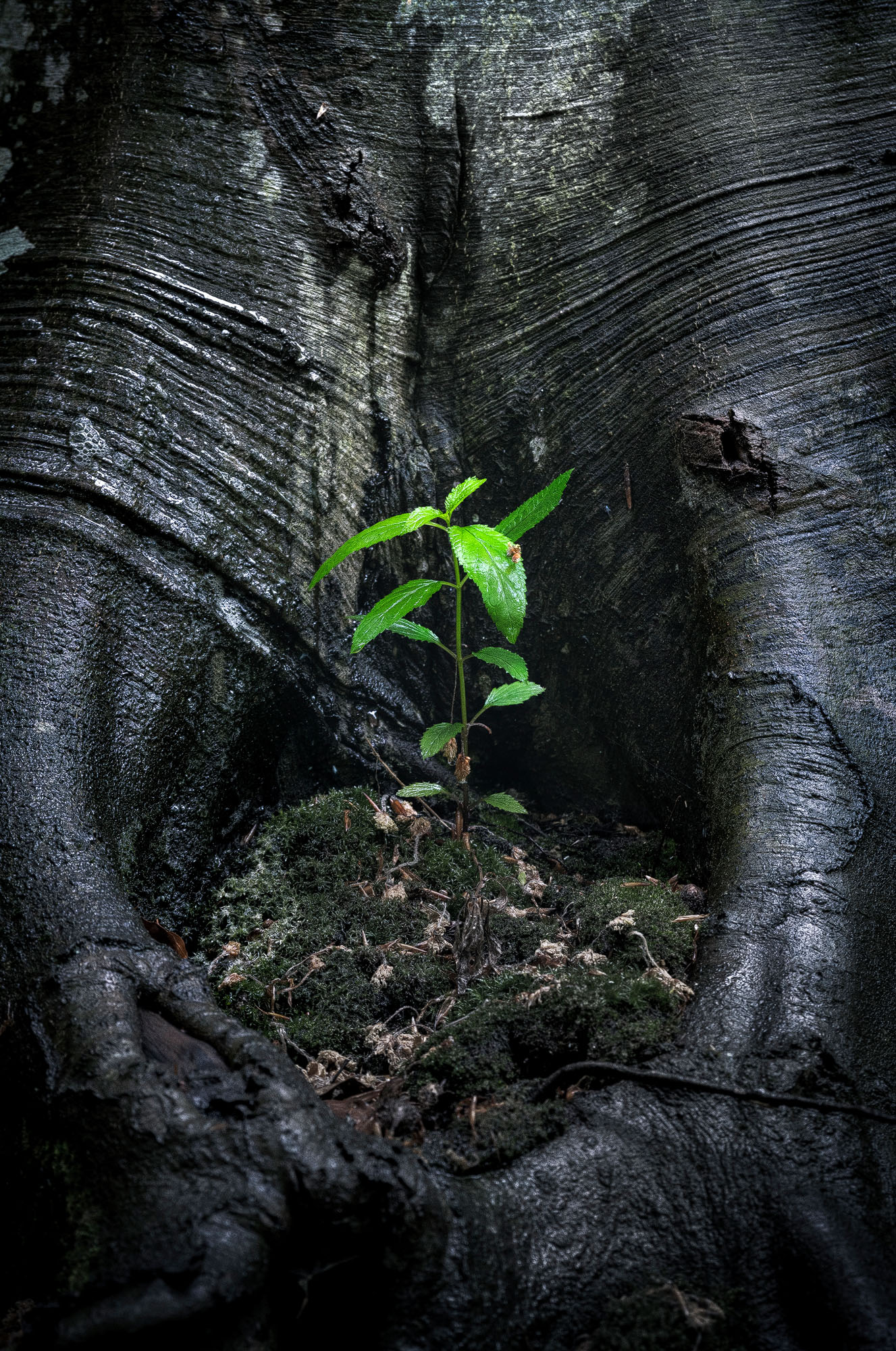 A small green plant emerges from the dark, textured base of a large tree, surrounded by rich moss and organic debris. The scene highlights the contrast between the vibrant, new growth and the rugged, aged bark of the tree.